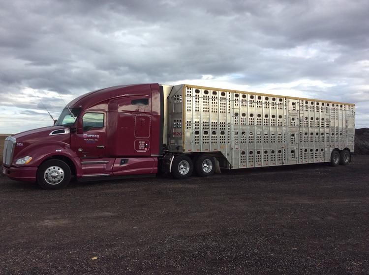 Livestock Network Cattle Trailers For Sale Cattle Trucking Jobs Bull Racks